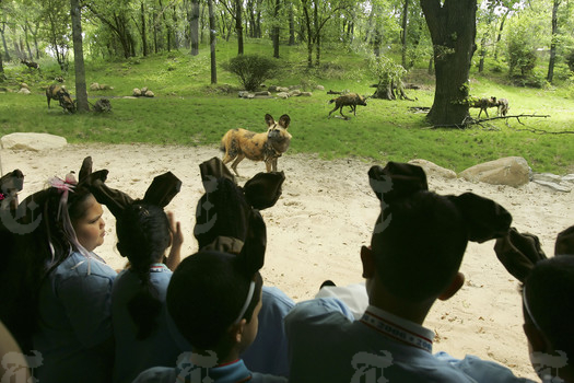 Estudiantes de segundo grado portan orejas de perro en un viaje escolar al zoológico del Bronx mientras observan la nueva adquisición de perros salvajes africanos [James Estrin/ © 2006 The New York Times]