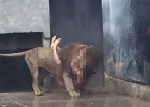 Suicida se mete a la jaula de los leones en zoo de Chile