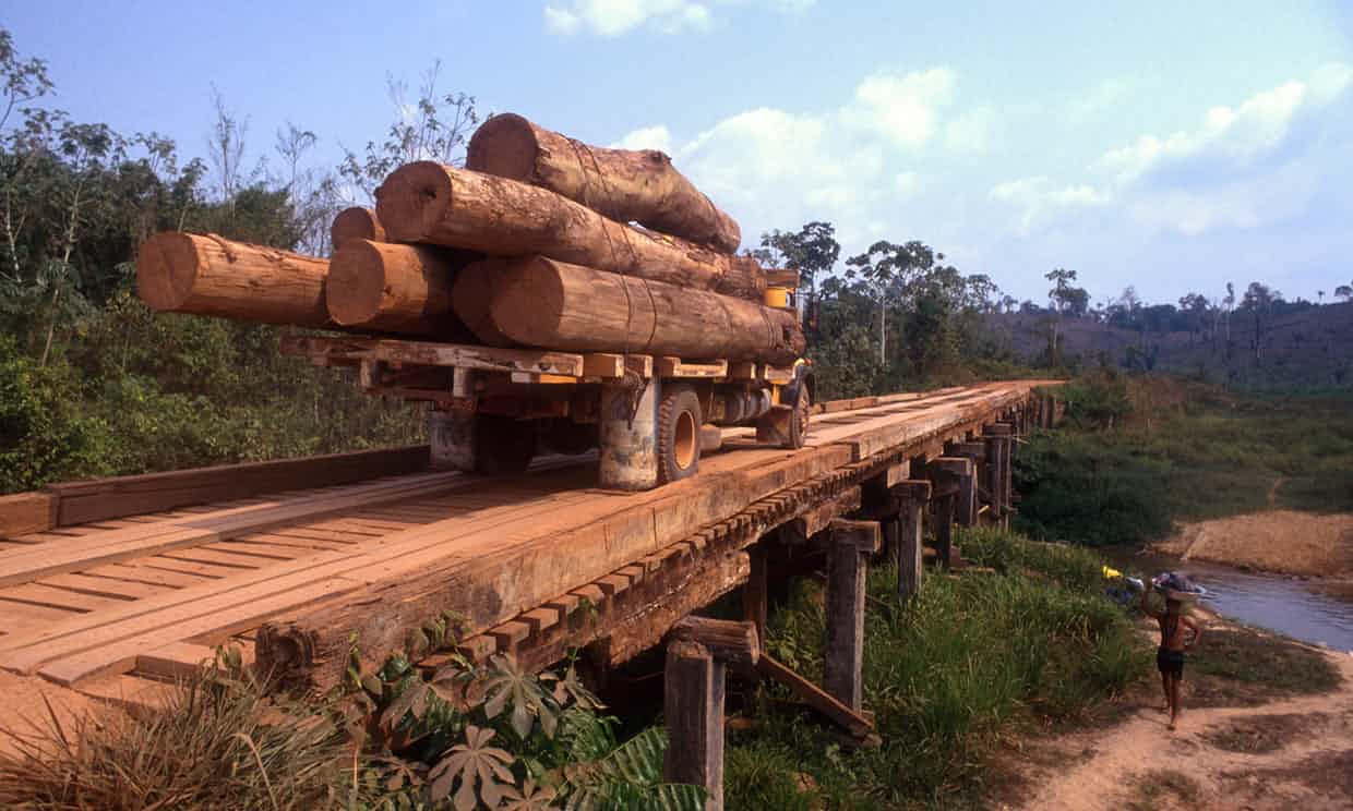 Brasil frustra un fraude millonario para exportar madera amazónica a China