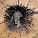 FOTOS- Descubren a un perro momificado dentro del tronco de un árbol1