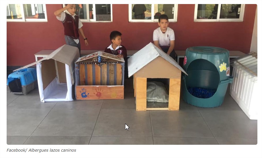 Niños hacen casitas para perros sin hogar con material reciclable - Google  Chrome_2 | Ultimas Noticias de Hoy | PSN Noticias