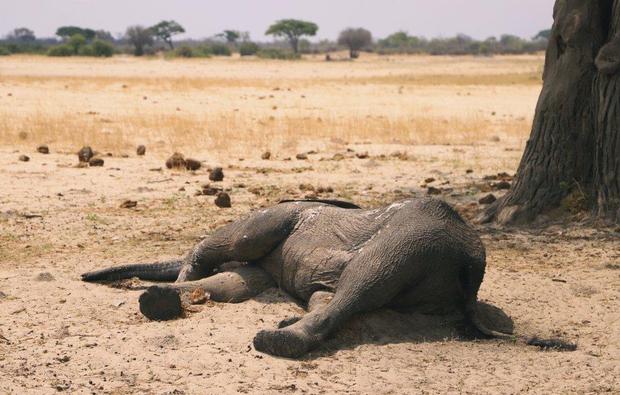elefantes, Zimbabue, sequía, animales, peligro de extinción