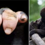gorila-dedos-pigmentacion-humano