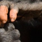 gorila-dedos-pigmentacion-humano (2)