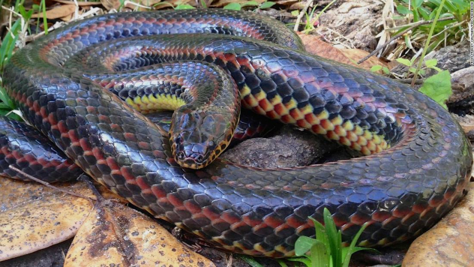 serpiente, medio ambiente, EEUU, Florida, fotografía, animal, serpiente