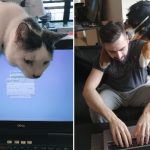 home-office-mascotas