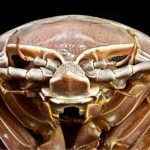cucaracha-gigante-mar