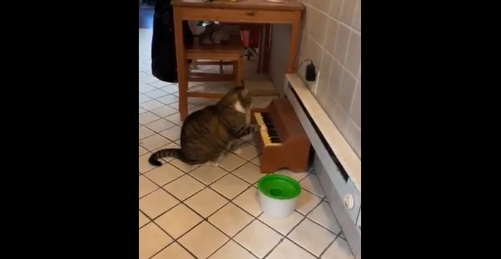 video, felino, piano, comida, gato, video viral