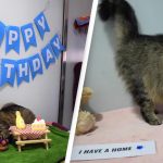 gatito-cumple-adopcion