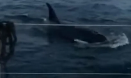 orcas, ataque, yate, turistas, España, video viral