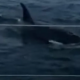 orcas, ataque, yate, turistas, España, video viral