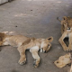 leones, desnutrición, Caza comercial, felino, maltrato animal