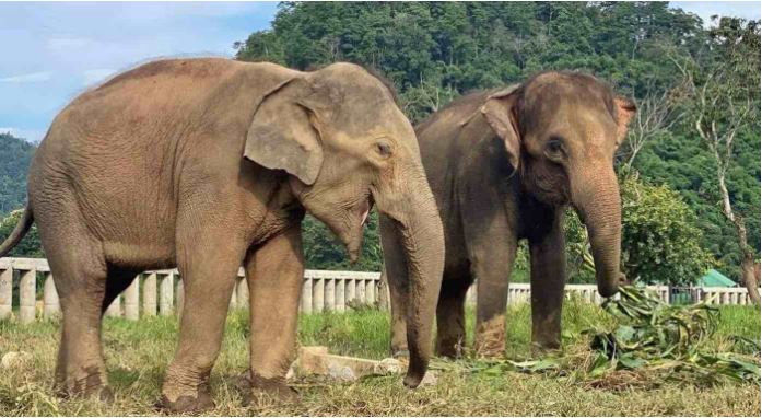 Elefantes, Tailandia, reserva, zoológico,