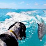 A Dog and his Bottlenose Dolphin best friend have become viral sensations after being filmed adorably playing with each other in the ocean