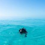 A Dog and his Bottlenose Dolphin best friend have become viral sensations after being filmed adorably playing with each other in the ocean