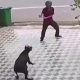 Hombre, perros, poses, Karate Kid, salva, ahuyenta, video viral