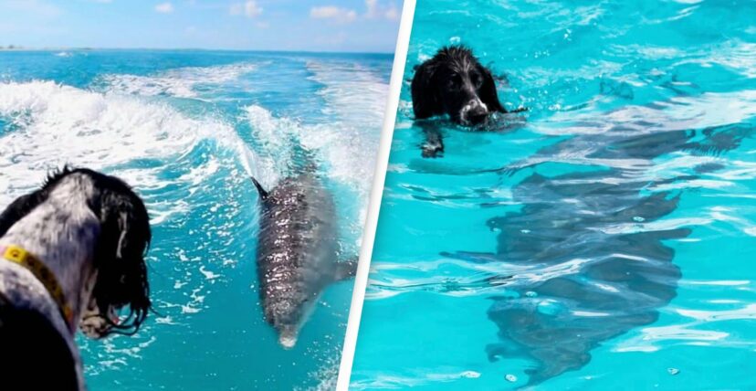 perro, delfín, amigos, océano, Las Bahamas, islas, animales