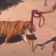 joven, tigre, paseo, Sinaloa, México, video viral, animal salvaje