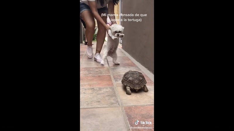 Perro, tortuga, ladra, video viral