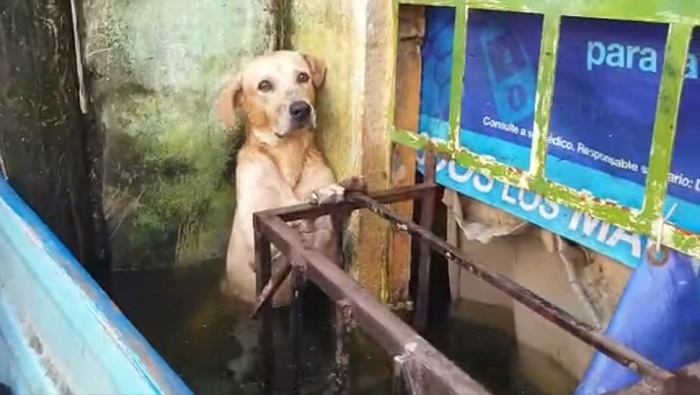 Perro, rescate, inundación, Tabasco, video viral
