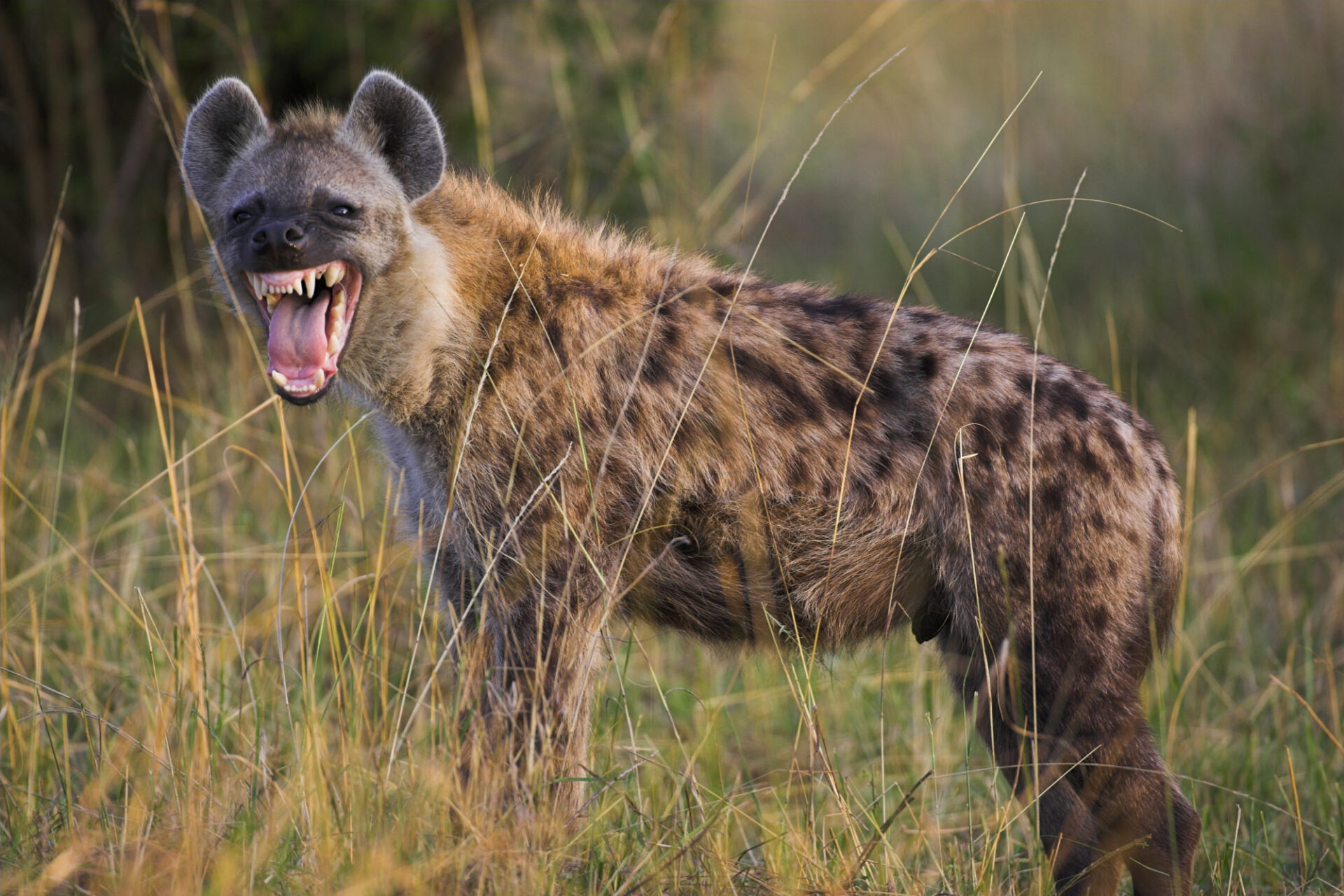 Ataque de hienas