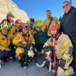 bomberos rescatan perros tijuana