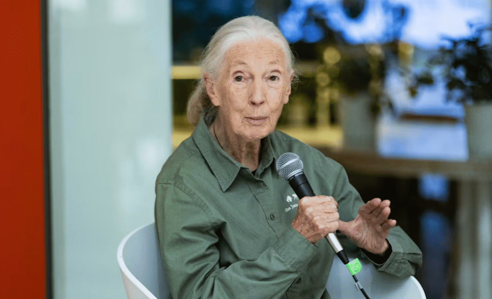 La científica británica Jane Goodall, quien dedicó su vida al estudio de los chimpancés, murió este 1 de octubre a los 91 años de edad.