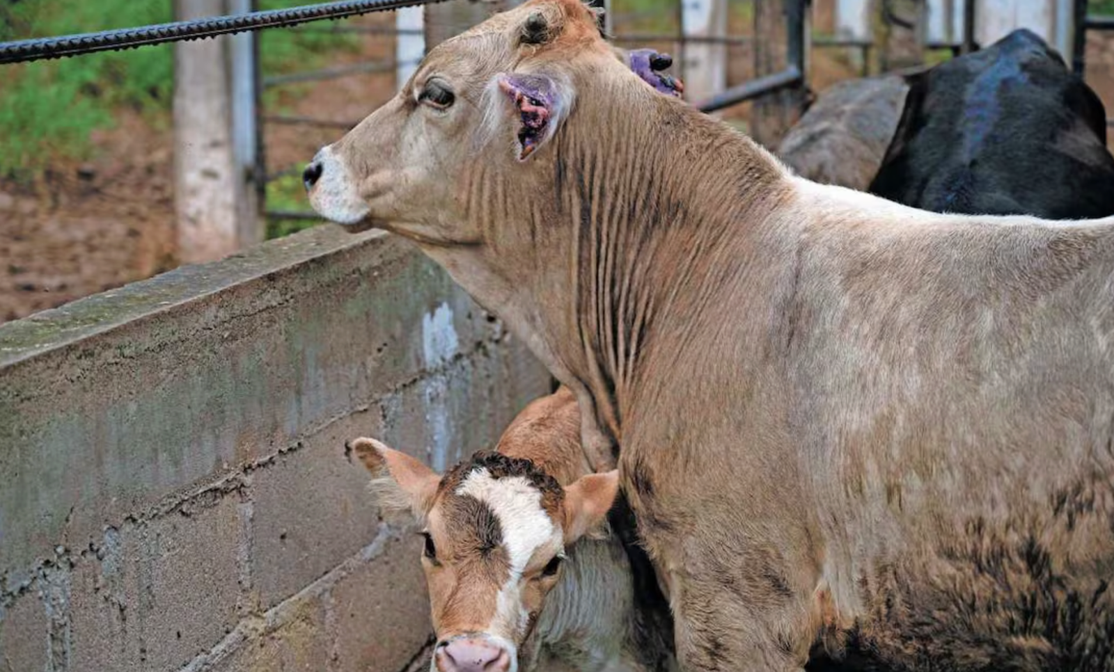 La reaparición del gusano barrenador tuvo un impacto económico estimado en 15 mil millones de pesos para ganaderos de México.