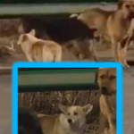 Un grupo de perritos logra escapar de un secuestro y  recorren 17 kilómetros para volver a casa